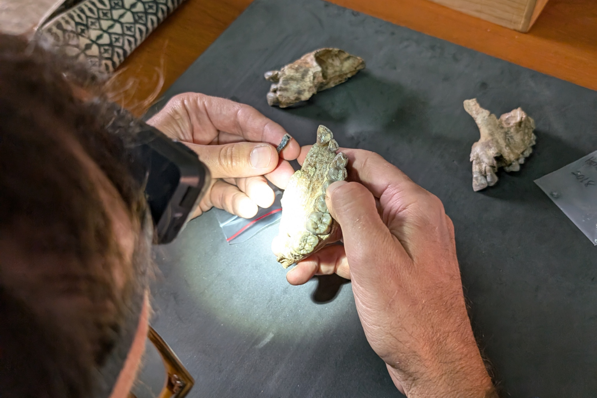 Hands holding a jaw bone and a tooth.